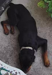 Found/Stray Female Dog last seen Bridal Ridge in front of Park, Northridge Park, TX 77073