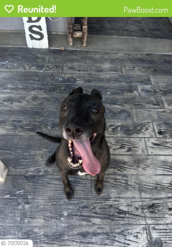 Reunited Female Dog last seen Near Festival Way, Eastvale, CA 92880, USA, Eastvale, CA 92880