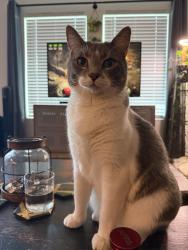 Lost Male Cat last seen Tillage and montclair, Princeton, TX 75407
