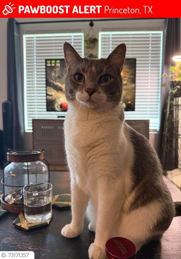 Lost Male Cat last seen Tillage and montclair, Princeton, TX 75407