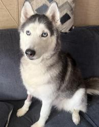 Reunited Female Dog last seen Near SE 143rd Terrace, Morriston, FL 32668, USA, Morriston, FL 32668