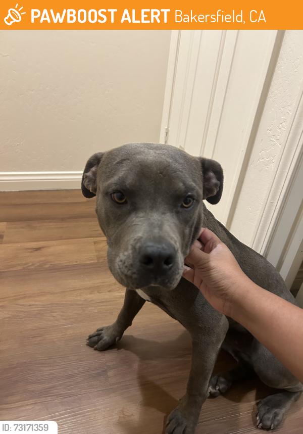 Found/Stray Female Dog last seen Union and panmama, Bakersfield, CA 93307
