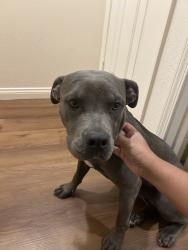 Found/Stray Female Dog last seen Union and panmama, Bakersfield, CA 93307