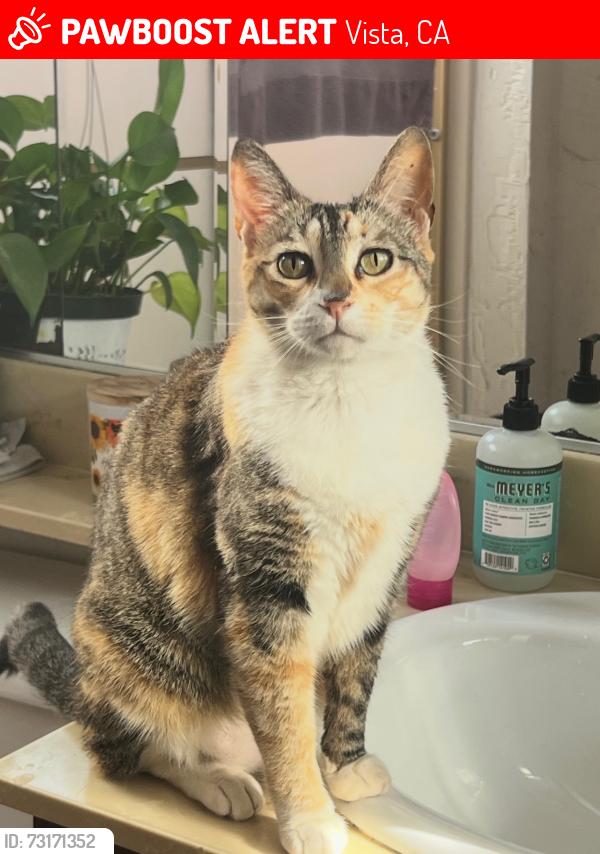 Lost Female Cat last seen Maryland Dr near Maryland Elementary School, Vista, CA 92083