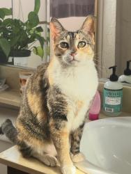 Lost Female Cat last seen Maryland Dr near Maryland Elementary School, Vista, CA 92083