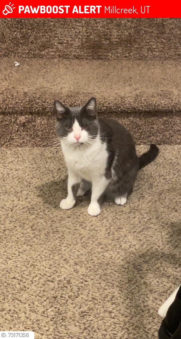 Lost Female Cat last seen Near e 3080 s, Millcreek, UT 84106
