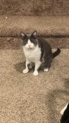 Lost Female Cat last seen Near e 3080 s, Millcreek, UT 84106