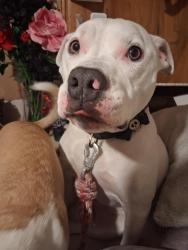 Lost Female Dog last seen American Avenue, Murray, UT 84107