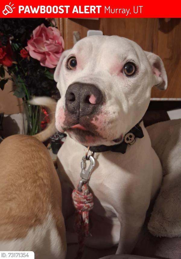 Lost Female Dog last seen American Avenue, Murray, UT 84107
