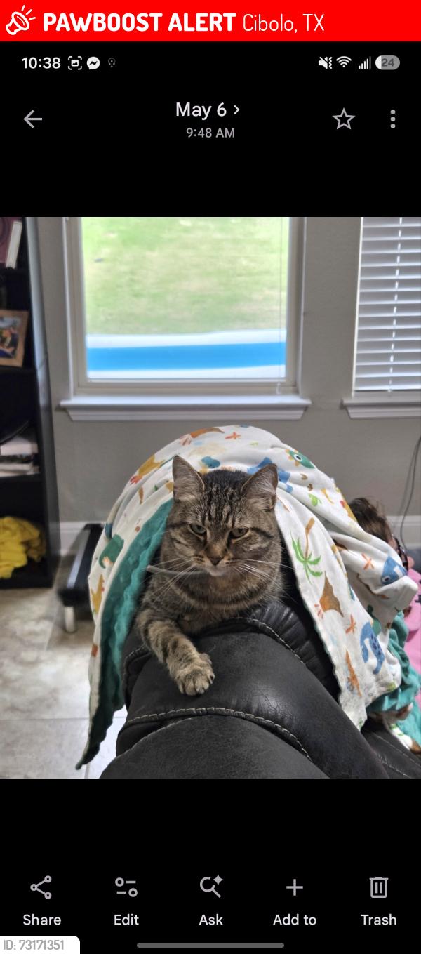 Lost Female Cat last seen FM-1103 and turning stone, our backyard faces the Jimmy johns next to the Elite mart, Cibolo, TX 78108