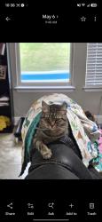 Lost Female Cat last seen FM-1103 and turning stone, our backyard faces the Jimmy johns next to the Elite mart, Cibolo, TX 78108