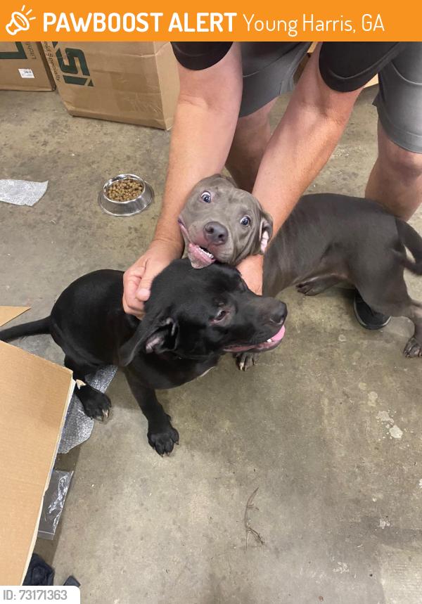 Found/Stray Male Dog last seen North GA Golf Carts, Young Harris, GA 30582