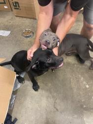 Found/Stray Male Dog last seen North GA Golf Carts, Young Harris, GA 30582