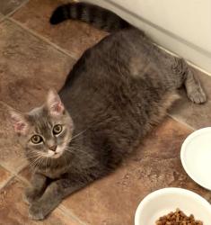 Found/Stray Unknown Cat last seen Val Vista & Guadalupe, Gilbert, AZ 85234