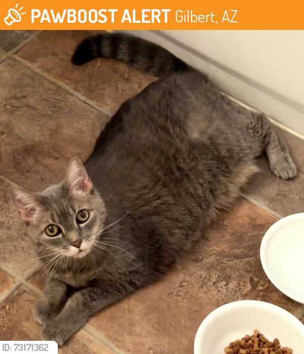 Found/Stray Unknown Cat last seen Val Vista & Guadalupe, Gilbert, AZ 85234