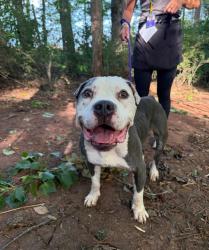 Shelter Stray Male Dog last seen CHARLOTTE, 8315 Byrum Dr, Charlotte, NC 28217, USA