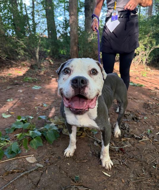 Shelter Stray Male Dog last seen CHARLOTTE, 8315 Byrum Dr, Charlotte, NC 28217, USA