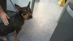 Shelter Stray Male Dog last seen CHARLOTTE, 8315 Byrum Dr, Charlotte, NC 28217, USA