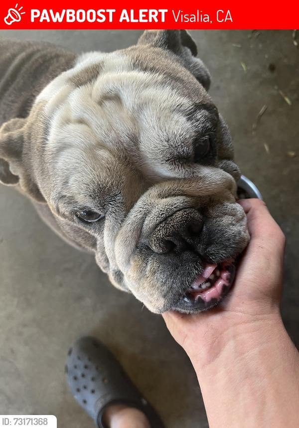Lost Male Dog last seen Near w walnut ave, Visalia, CA 93277