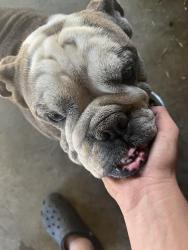 Lost Male Dog last seen Near w walnut ave, Visalia, CA 93277
