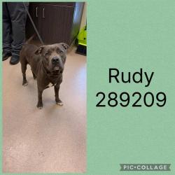 Shelter Stray Male Dog last seen RUTHERFORD AVE, 4214 Fulton Mill Rd, Macon, GA 31216, USA