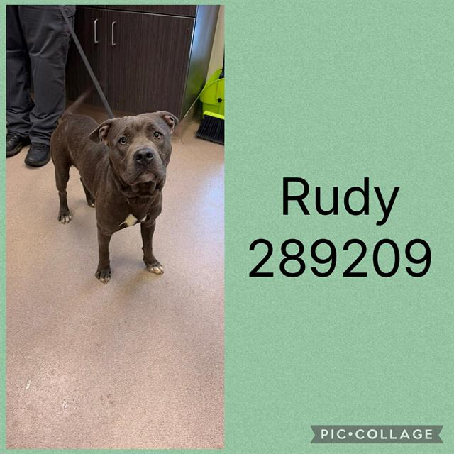 Shelter Stray Male Dog last seen RUTHERFORD AVE, 4214 Fulton Mill Rd, Macon, GA 31216, USA