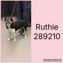 Shelter Stray Female Dog last seen RUTHERFORD AVE, 4214 Fulton Mill Rd, Macon, GA 31216, USA