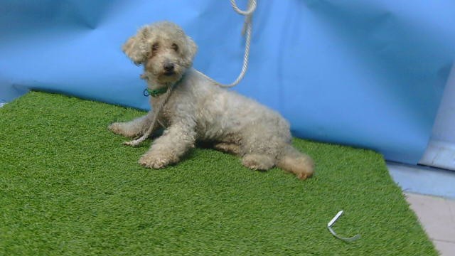 Shelter Stray Male Dog last seen , 216 W Victoria St, Gardena, CA 90248, USA