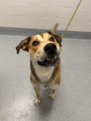 Shelter Stray Male Dog last seen Near, 2600 S Harding St, Indianapolis, IN 46221, USA