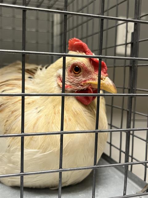 Shelter Stray Female Bird last seen Near BLOCK FLATHEAD FALLS ST, LAS VEGAS NV 89156, 655 N Mojave Rd, Las Vegas, NV 89101, USA