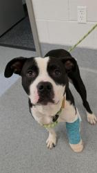 Shelter Stray Male Dog last seen Near, 2600 S Harding St, Indianapolis, IN 46221, USA