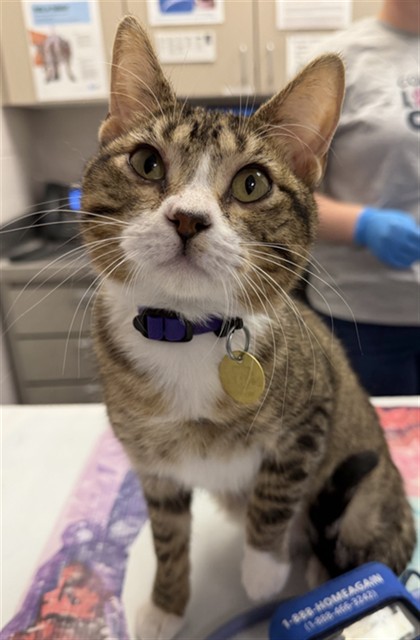 Shelter Stray Male Cat last seen COLORADO SRPINGS, 4556 Castleton Ct, Castle Rock, CO 80109, USA
