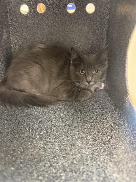 Shelter Stray Unknown Cat last seen KIPLING AND 6TH, 4556 Castleton Ct, Castle Rock, CO 80109, USA