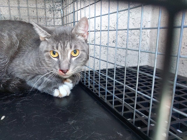 Shelter Stray Unknown Cat last seen Near BLOCK NW 59 WY, SUNRISE FL 33313, 2400 SW 42nd St, Fort Lauderdale, FL 33312, USA