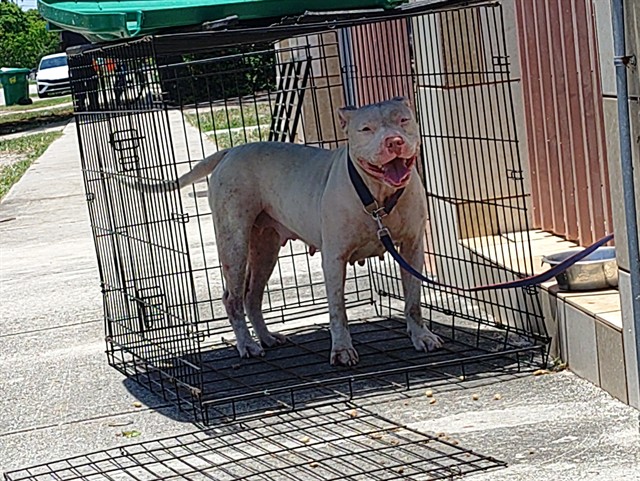 Shelter Stray Female Dog last seen Near BLOCK NW 4 ST, LAUDERHILL FL 33311, 2400 SW 42nd St, Fort Lauderdale, FL 33312, USA