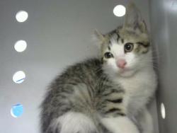 Shelter Stray Male Cat last seen Near BLOCK MONTGOMERY BLVD NE, 8920 Lomas Blvd NE, Albuquerque, NM 87112, USA