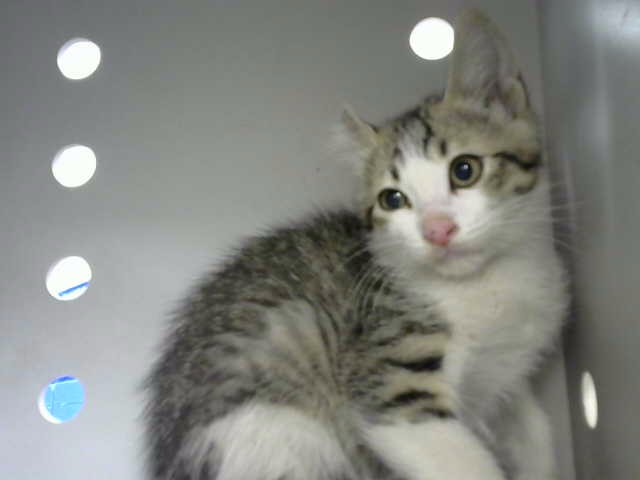 Shelter Stray Male Cat last seen Near BLOCK MONTGOMERY BLVD NE, 8920 Lomas Blvd NE, Albuquerque, NM 87112, USA