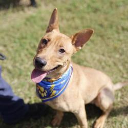 Shelter Stray Female Dog last seen CULEBRA AND CALLAGHAN, 4710 TX-151, San Antonio, TX 78227, USA