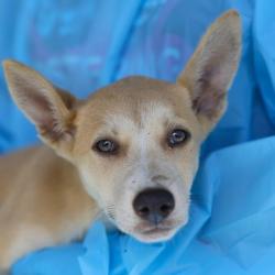 Shelter Stray Male Dog last seen S TAMPICO AND S ROSILLO, 4710 TX-151, San Antonio, TX 78227, USA
