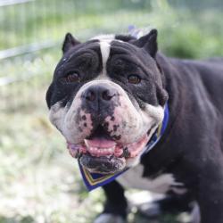 Shelter Stray Male Dog last seen Near BLOCK ANTON, 4710 TX-151, San Antonio, TX 78227, USA