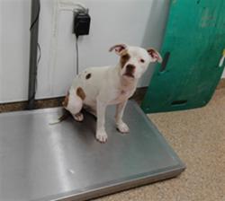 Shelter Stray Female Dog last seen SNIPES AND BARCELONA, 3001 2nd St SW, Albuquerque, NM 87105, USA