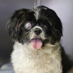 Shelter Stray Male Dog last seen Near KIRK PLACE, 4710 TX-151, San Antonio, TX 78227, USA