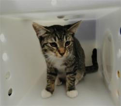 Shelter Stray Male Cat last seen Near BLOCK ATRISCO VISTA SW, 3001 2nd St SW, Albuquerque, NM 87105, USA