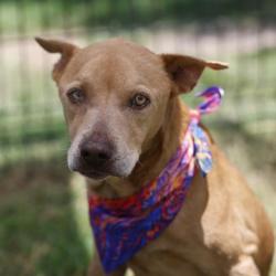 Shelter Stray Male Dog last seen Near BLOCK DIAMONDBACK TRAIL, 4710 TX-151, San Antonio, TX 78227, USA