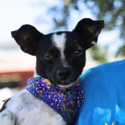 Shelter Stray Female Dog last seen Near BLOCK TORREON, 4710 TX-151, San Antonio, TX 78227, USA