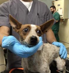 Shelter Stray Female Dog last seen Near BLOCK SPRUCE ST, RIVERSIDE CA 92501, 6851 Van Buren Boulevard, Jurupa Valley, CA 92509, USA