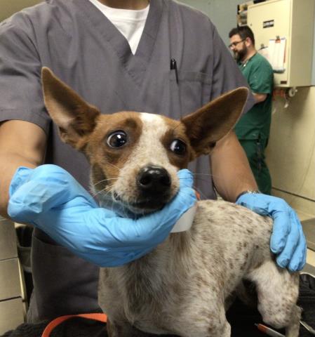 Shelter Stray Female Dog last seen Near BLOCK SPRUCE ST, RIVERSIDE CA 92501, 6851 Van Buren Boulevard, Jurupa Valley, CA 92509, USA