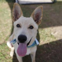 Shelter Stray Male Dog last seen Near BLOCK TORREON, 4710 TX-151, San Antonio, TX 78227, USA