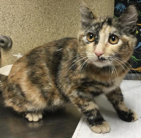 Shelter Stray Female Cat last seen TYLER ST, RIVERSIDE, CA, 6851 Van Buren Boulevard, Jurupa Valley, CA 92509, USA