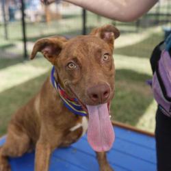 Shelter Stray Male Dog last seen Near BLOCK H ST, 4710 TX-151, San Antonio, TX 78227, USA